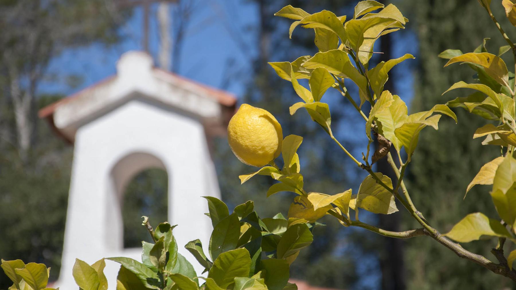 El cementerio está ajardinado con especias muy tradicionales como el limonero